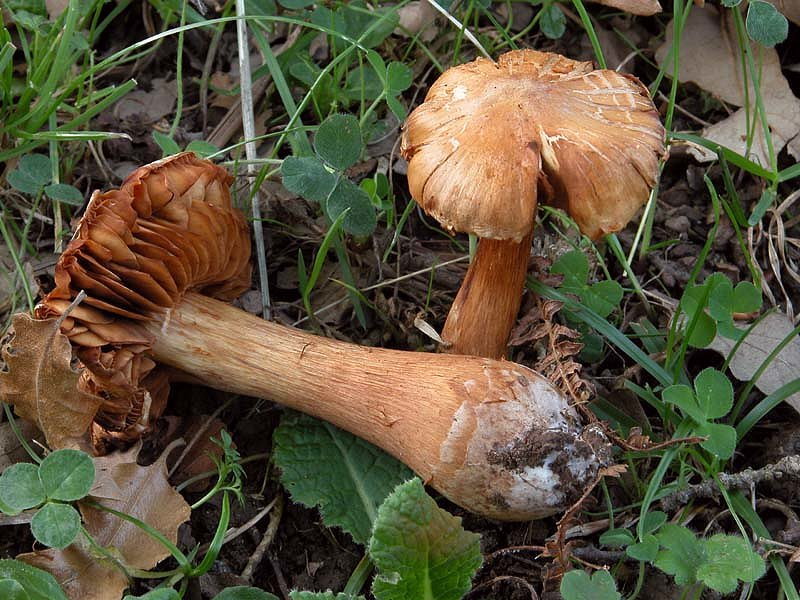 Gaspy � tornato e subito un Cortinarius